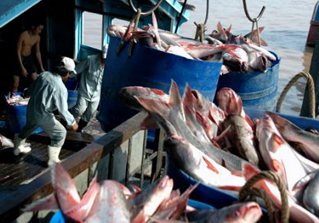 Дания и Швеция включили вьетнамский пангасиус в "зеленый список"